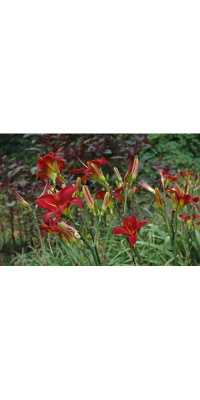 Daylily Scapes: scapes
