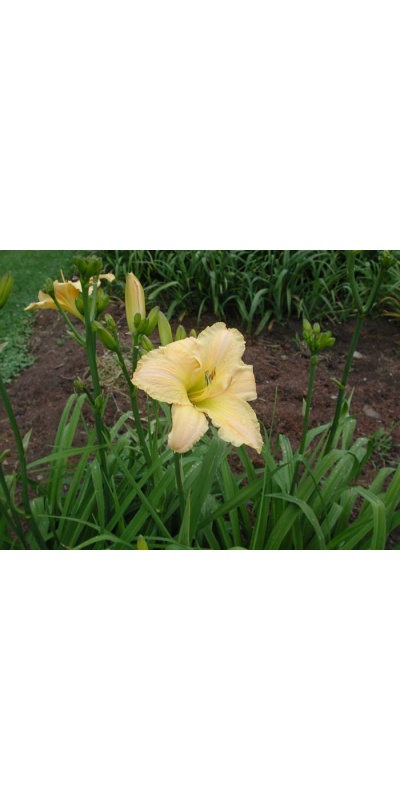 Daylily Scapes: scapes