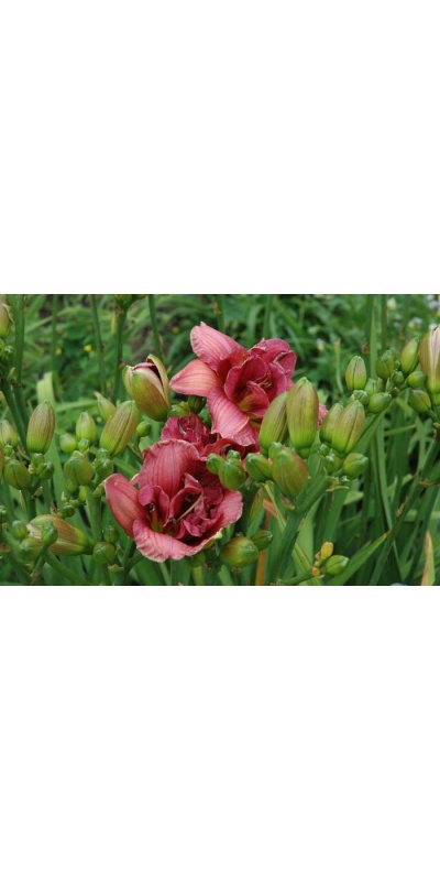 Daylily Scapes: scapes