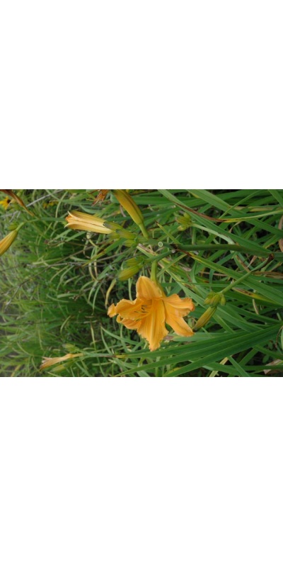 Daylily Scapes: scapesa