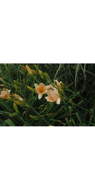 Daylily Scapes: scapes