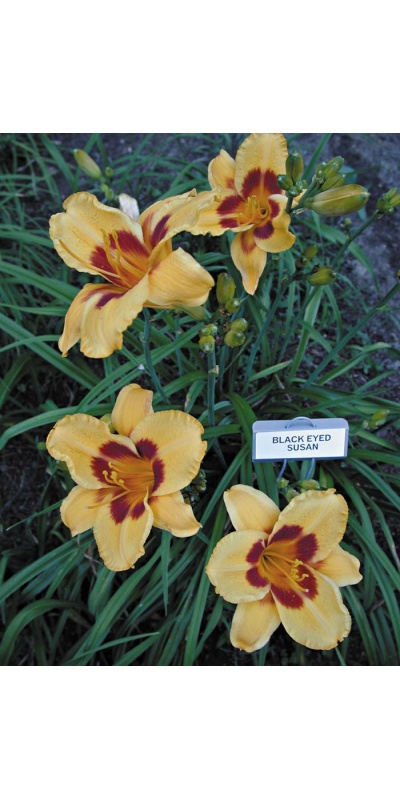 Daylily Scapes: BLACK EYED SUSAN