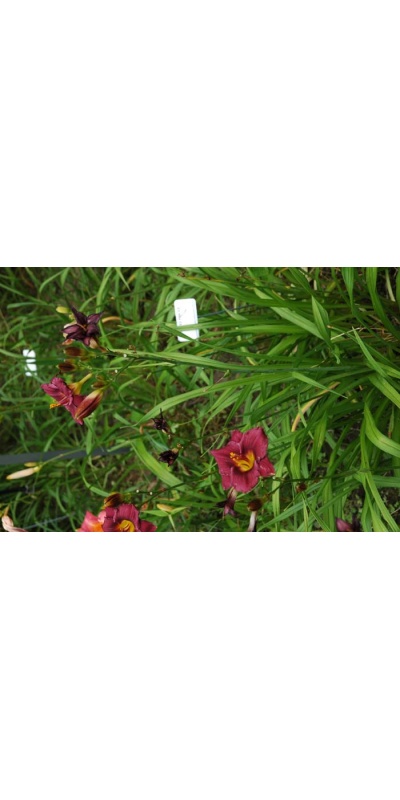Daylily Scapes: scapes