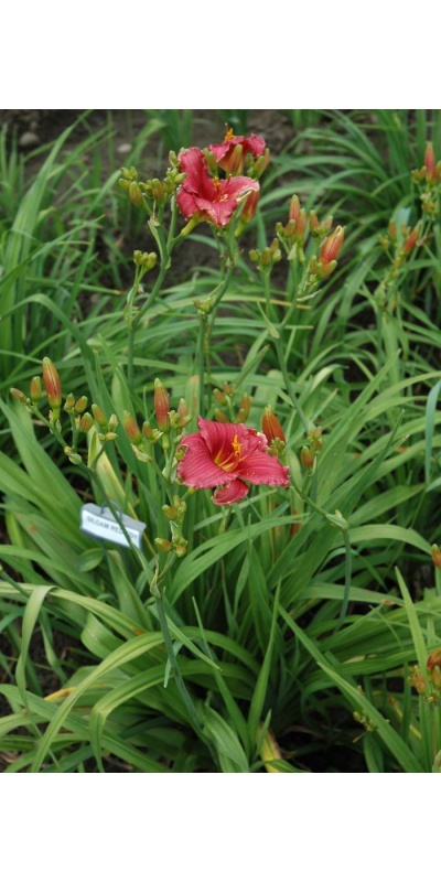 Daylily Scapes: scapes