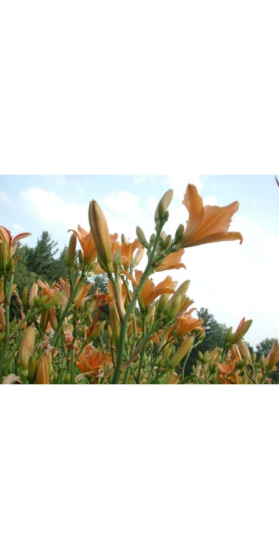 Daylily Scapes: scapes