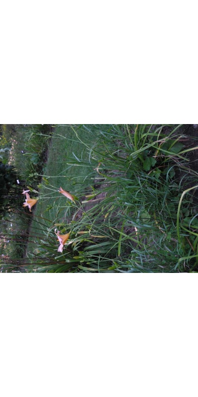 Daylily Scapes: scapes