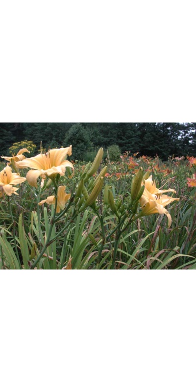 Daylily Scapes: scapes