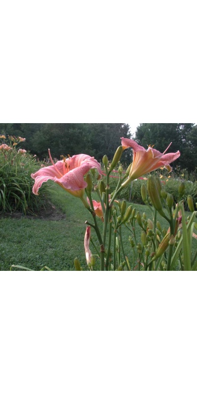 Daylily Scapes: scapes