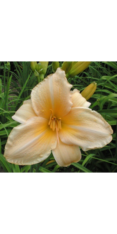 AUNT MAZY'S LINEN (VT)