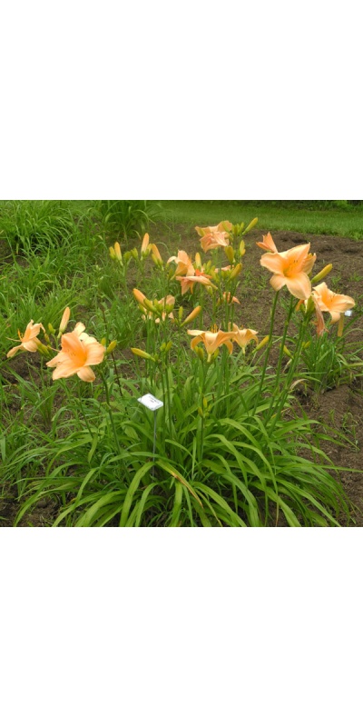 AUNT MAZY'S LINEN (VT)