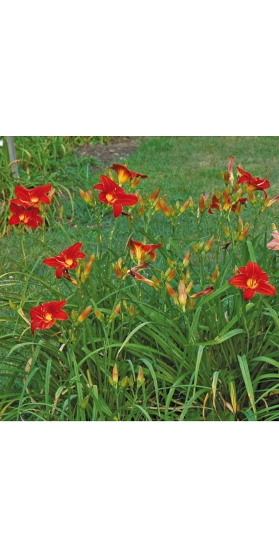 BASHFUL (VT)