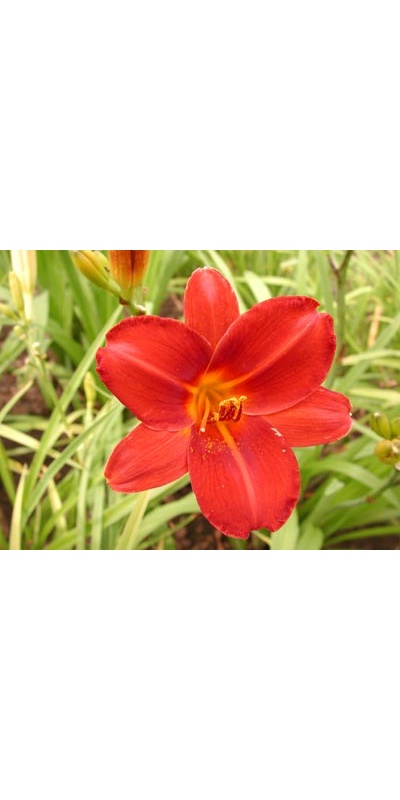daylilies: DEWEY ROQUEMORE