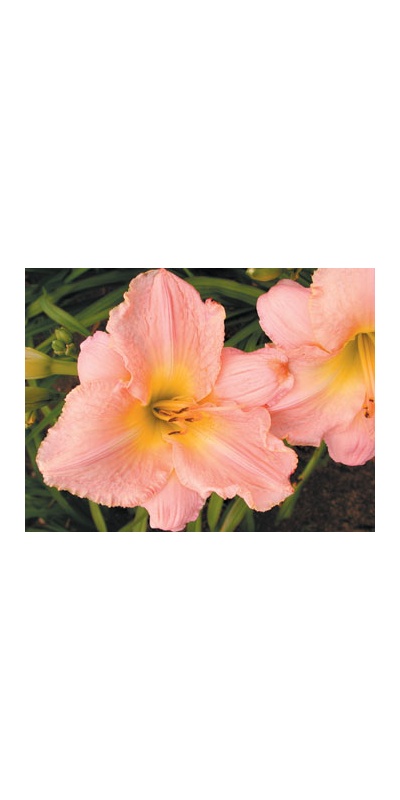 daylilies: VALLEY VALENTINE