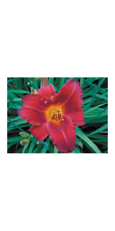 daylilies: VIRTUALLY VELVET (VT)
