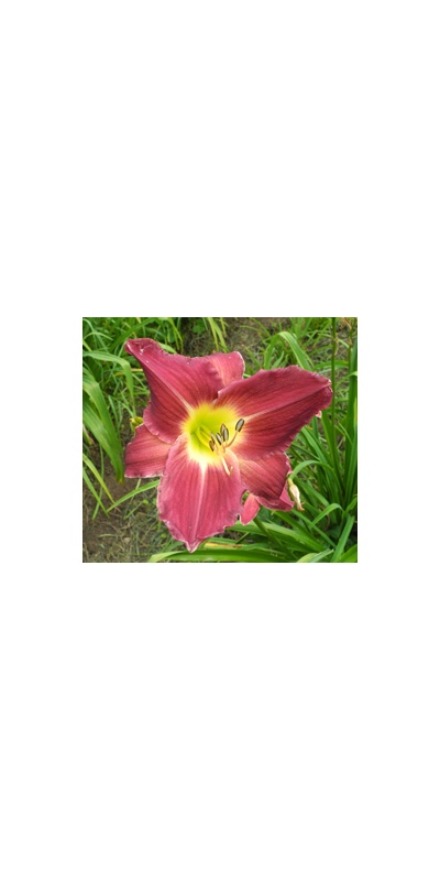 daylilies: VIVID VIOLET (VT)