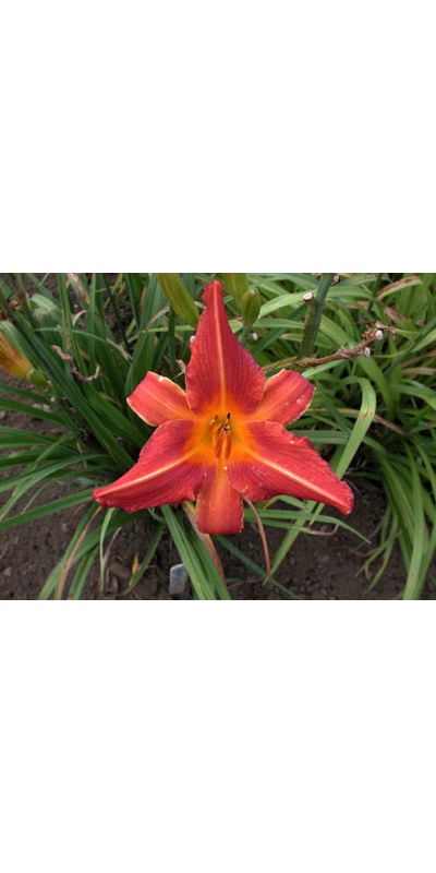 daylilies: WARM REGARDS (VT)