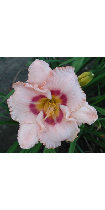 daylilies: WEBSTER LUPTON