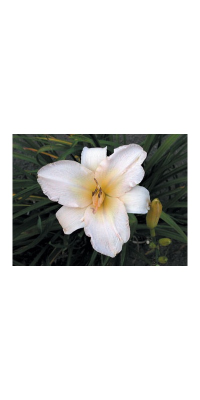 daylilies: WHITE FANTASY