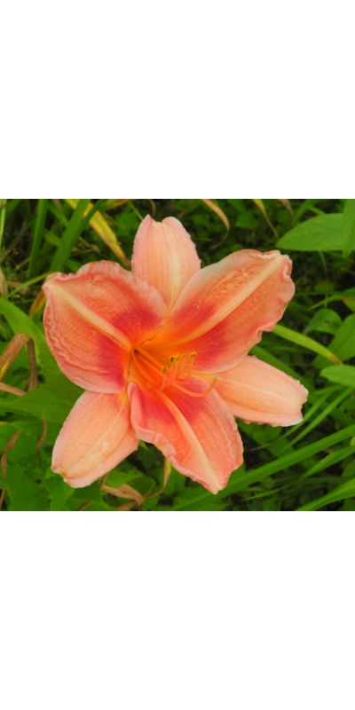 daylilies: OLALLIE ZACHARY GEORGE(8-05) (VT)