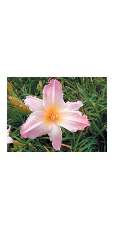 daylilies: BRIDAL LILAC (VT)