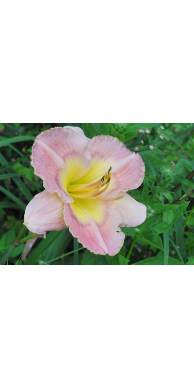 daylilies: BRIDGETON CLOISONNE