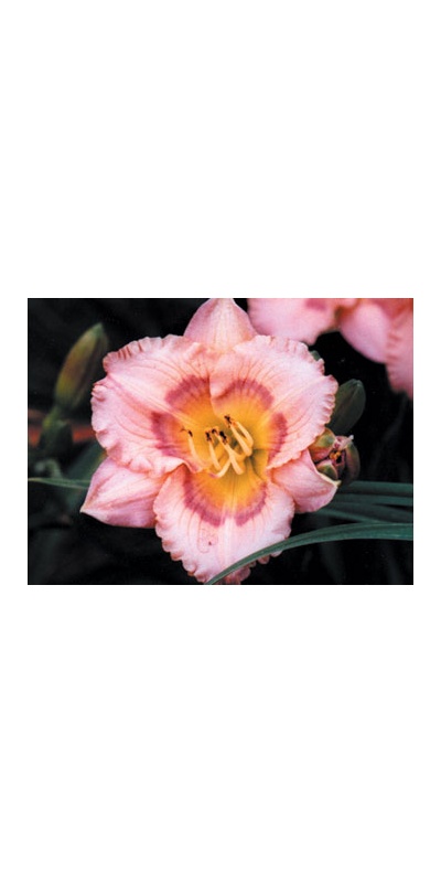 daylilies: BRIGHT BUTTERFLIES