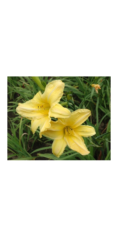 daylilies: BRIGHT IDEA (VT)