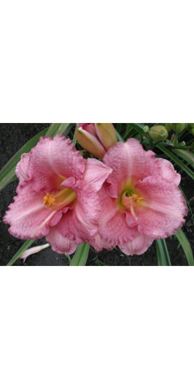 daylilies: BROADWAY PINK SLIPPERS