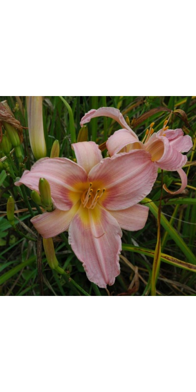 daylilies: BRUSHED WATERCOLOR (VT)