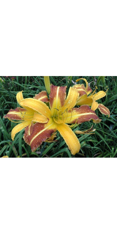 daylilies: CABALLERO