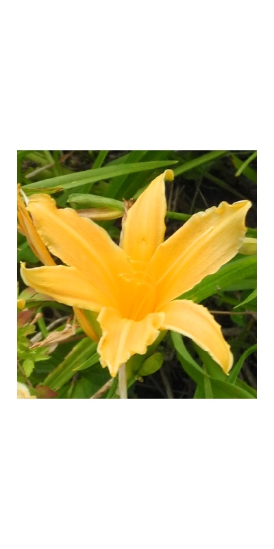 daylilies: + 209 (VT)