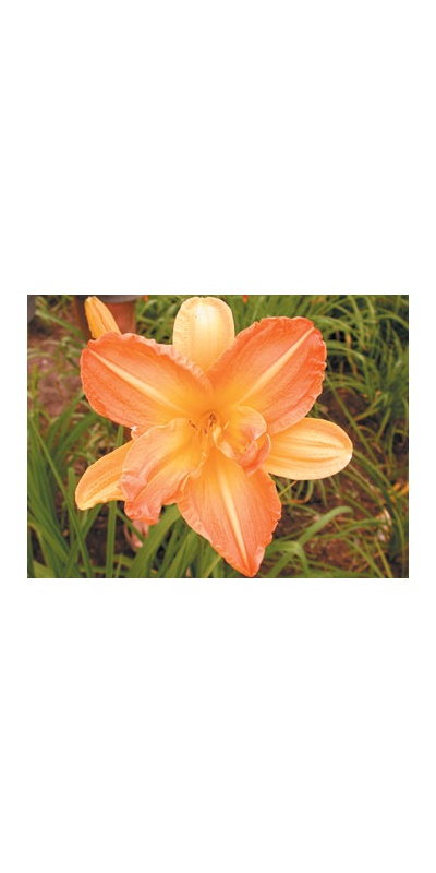 daylilies: A GOOD LESSON (VT)