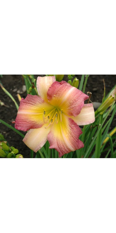 daylilies: ABALONE (VT)