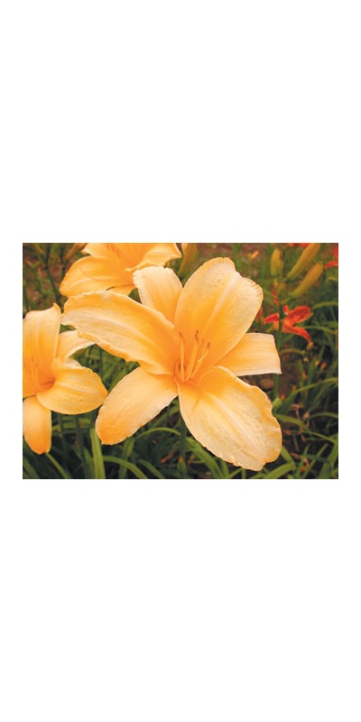 daylilies: CANARY GIANT (VT)