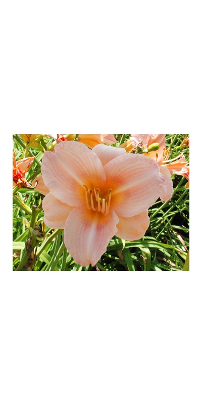 daylilies: PROMISES PROMISES