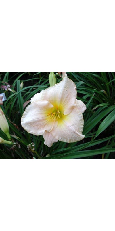 daylilies: DIVA ASSOLUTA