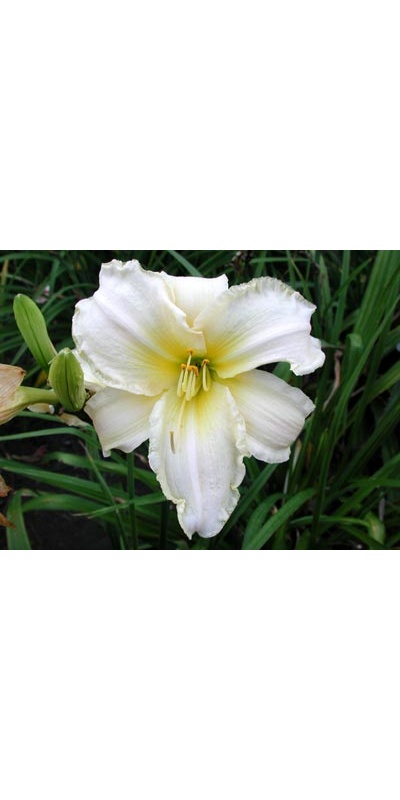 daylilies: CANDOR
