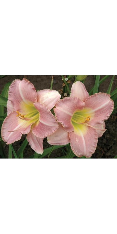 daylilies: UPTOWN GIRL