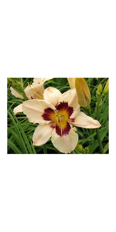 daylilies: THUNDER PATCH