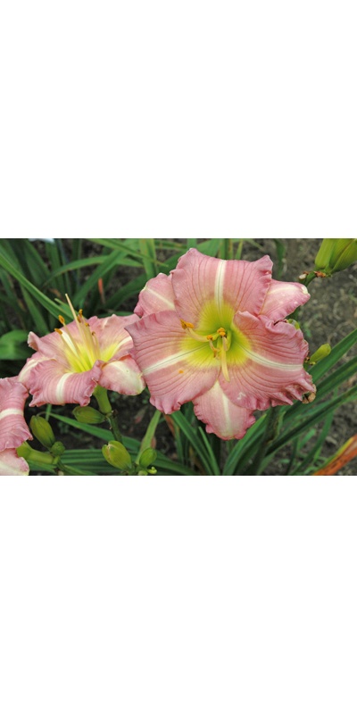 daylilies: PLAYFUL DISCOURSE