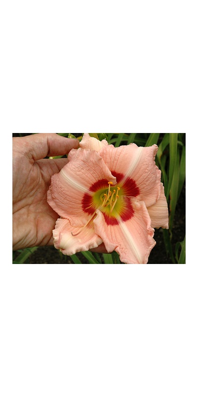 daylilies: NEWBERRY CHERRY EYE