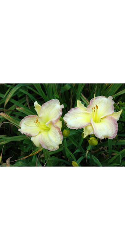 daylilies: FORSYTH RASPBERRY RIMMED