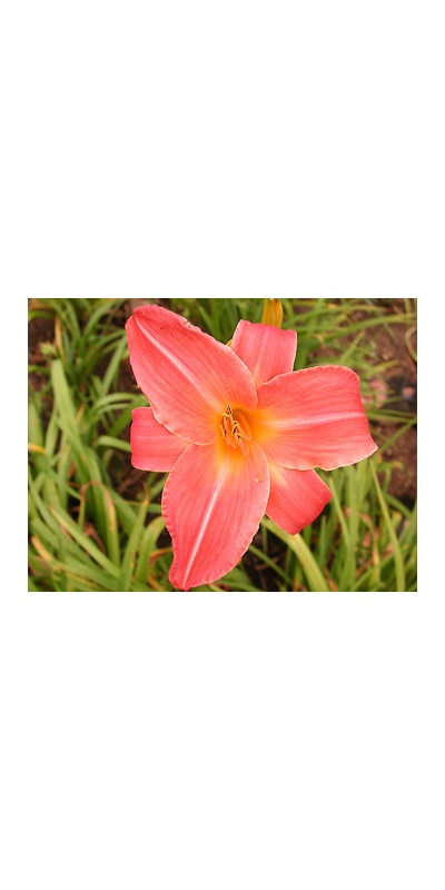 daylilies: CAREY ROSE QUINN (VT)