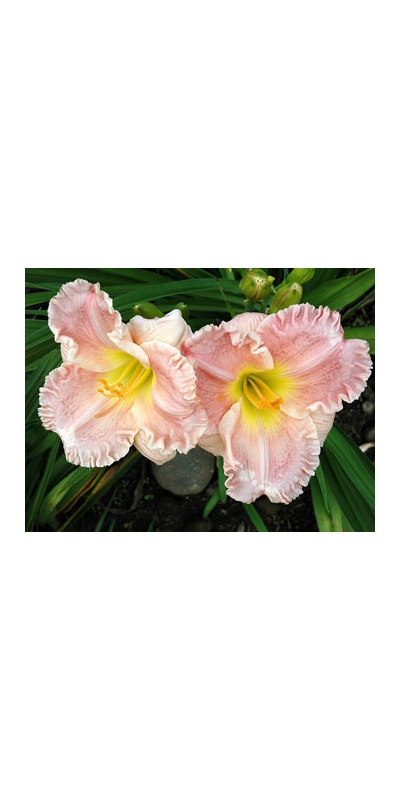daylilies: EMILY'S JOY