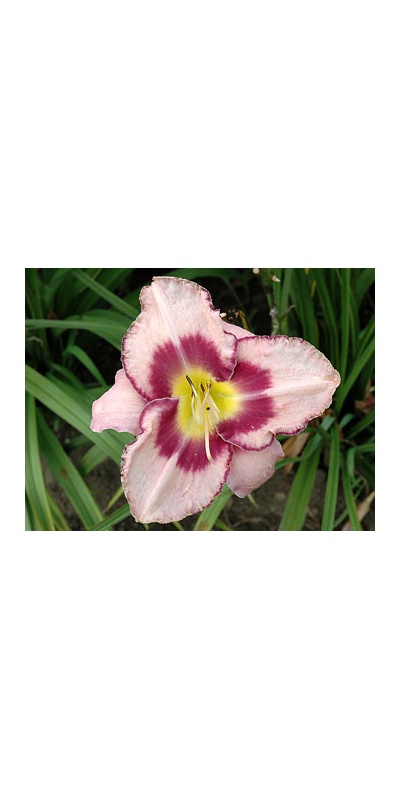 daylilies: EDGE AHEAD