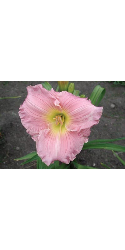 daylilies: DREAMWORLD