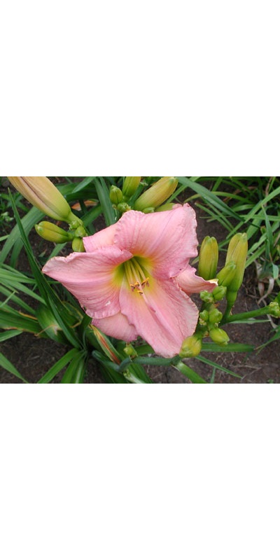daylilies: COURT CONCUBINE