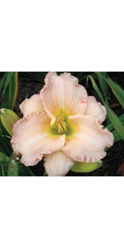 daylilies: ATLANTA SWEET MEMORIES