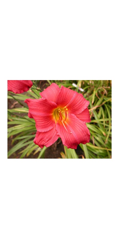 daylilies: CAROLINA CRANBERRY