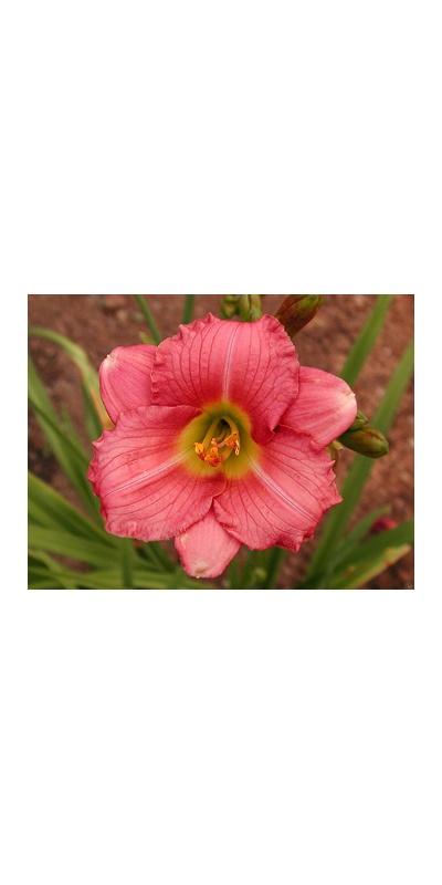 daylilies: CAROLUS
